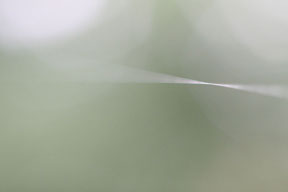 eer