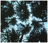 ue